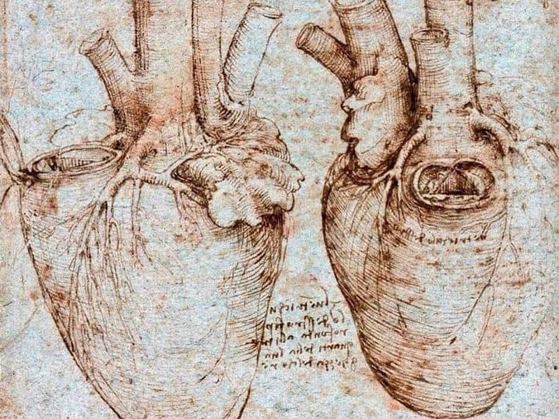Leonardo Da Vinci: anatomie van het hart