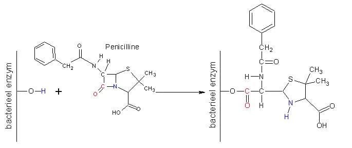 Scheikundig model Penicilline
