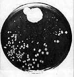 Ontdekking penicilline